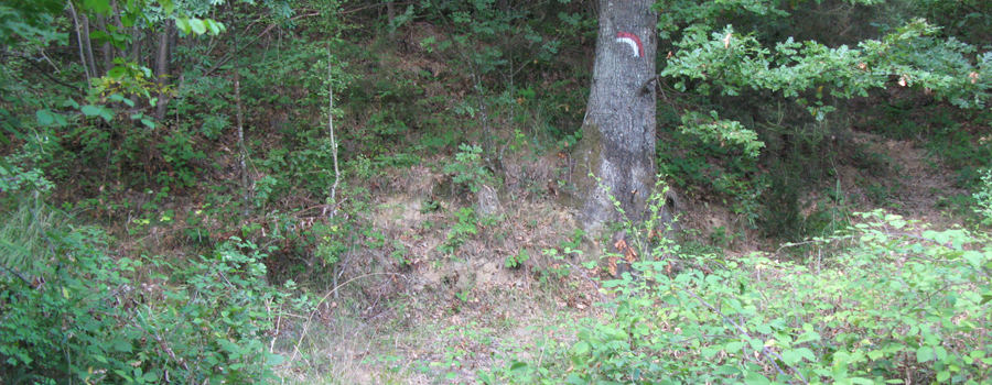 Bosco di Tecchie Sentiero delle Serre - immagine 3