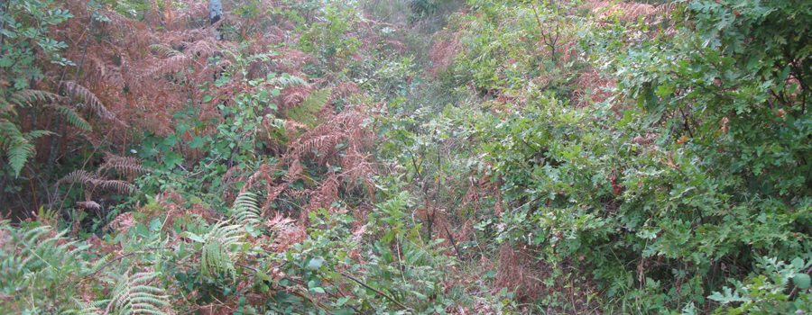 Bosco di Tecchie Sentiero delle Serre - immagine 4