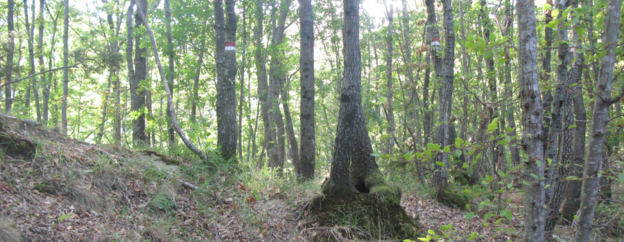 Bosco di Tecchie Sentiero delle Serre - immagine 6