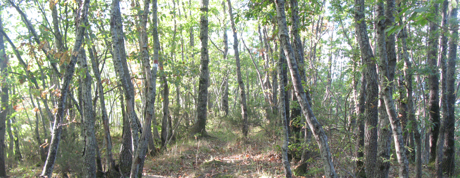 Bosco di Tecchie Sentiero delle Serre - immagine 7