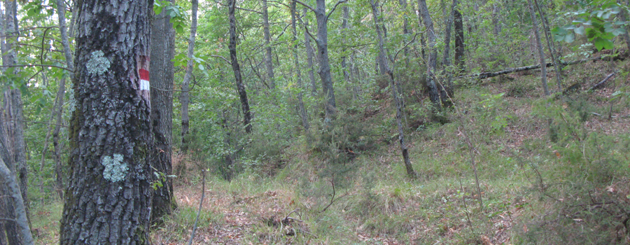 Bosco di Tecchie Sentiero delle Serre - immagine 8