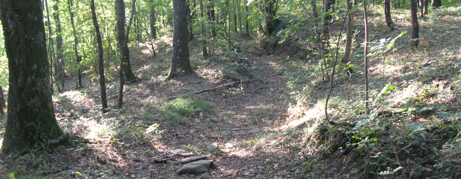 Bosco di Tecchie Sentiero delle Serre - immagine 9