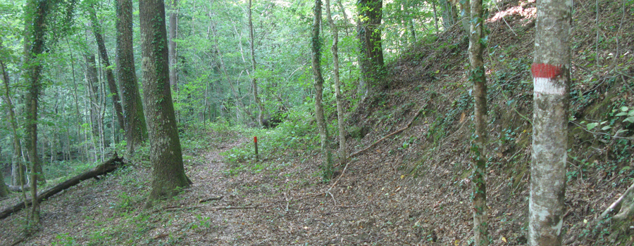 Bosco di Tecchie Sentiero didattico - immagine 2