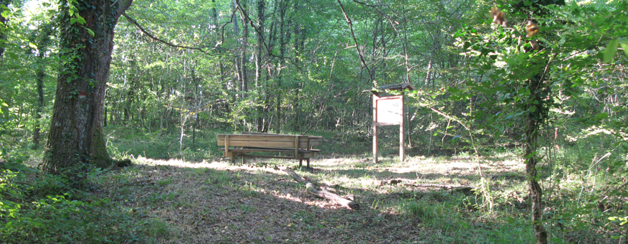 Bosco di Tecchie Sentiero didattico - immagine 3