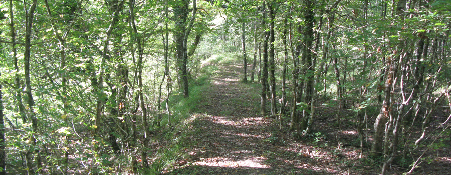 Bosco di Tecchie Sentiero didattico - immagine 4