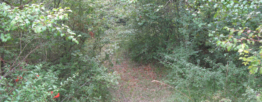 Bosco di Tecchie Sentiero didattico - immagine 5