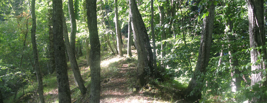 La Faggeta del Bosco di Tecchie