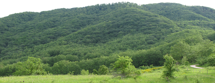 Bosco di Tecchie - Pian dei Santi